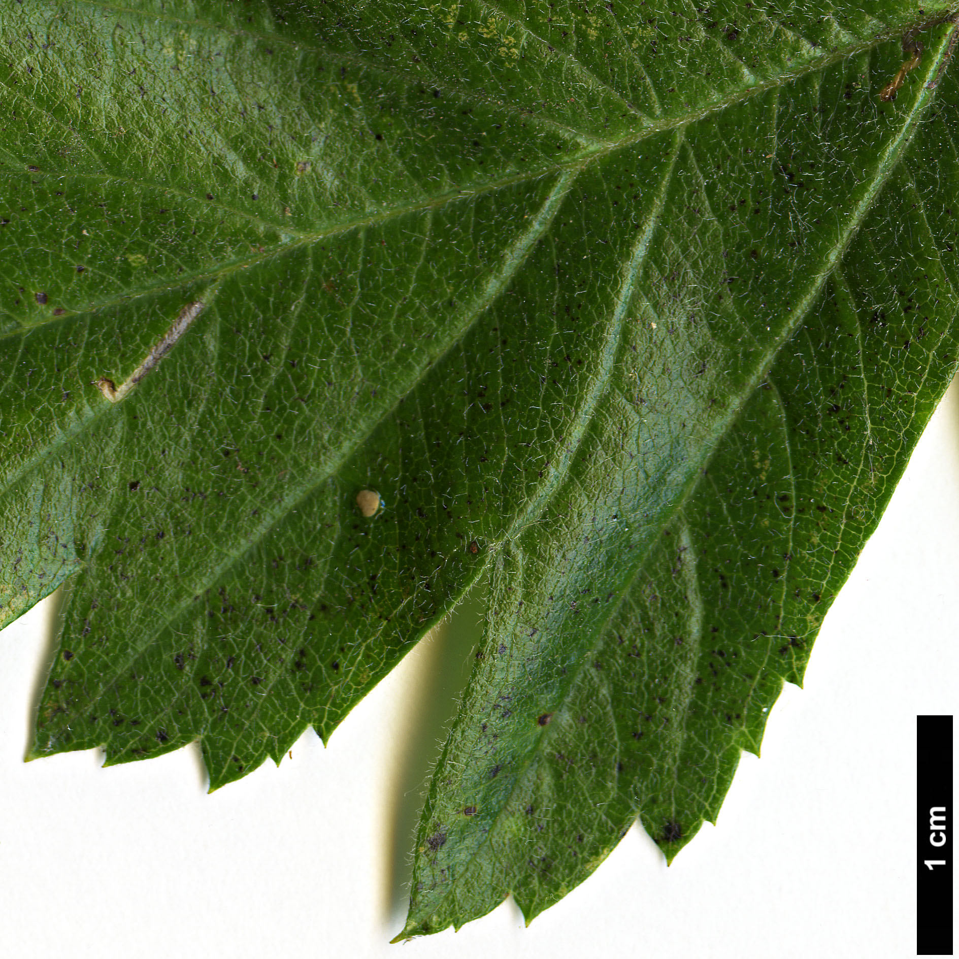 High resolution image: Family: Rosaceae - Genus: Crataegus - Taxon: ×dippelliana (C.tanacetifolia ×)